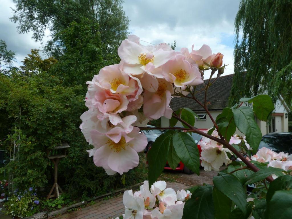 The Willows Guest House Takeley ห้อง รูปภาพ